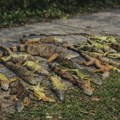 Zašto se iguane padaju sa drveća na Floridi?