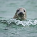 Krvožedne foke sve češće napadaju delfine, snimci su jezivi: Stručnjaci strahuju i za bezbednost ljudi