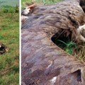 Uhapšen trovač divljih životinja: Zaštićeni crni sup uginuo na Svrljiškim planinama
