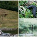 Ove životinje žive samo u Srbiji - nigde drugde na planeti! Od Pančićevog skakavca do slepih paukova - upoznajte se sa čudima…