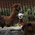 Mladunčad kamile, alpaka i antilope novi stanovnici Beo zoo-vrta