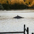 Situacija u Hrvatskoj i dalje ozbiljna: Drava se izliva duž celog toka, rekordan vodostaj reka