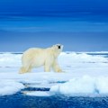 Usamljeni polarni medved na santi leda: Fotografija koja je britanskog fotografa učinila najboljim na svetu