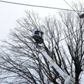 Kragujevac: Ekipe JKP Šumadije orezuju drvoredne sadnice