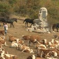 Nestašica vode na Suvoj planini: 1.000 grla stoke u opasnosti, meštani traže pomoć