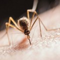 Prvi slučaj groznice Zapadnog Nila u Šumadiji