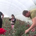 Ruže iz Donje Jajine kod Leskovca stižu do Rusije i Holandije