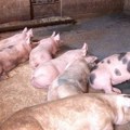 Ministarstvo poljoprivrede: Srbija sprovodi mere protiv afričke svinjske kuge, spremna na saradnju