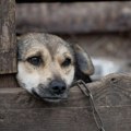 U Sloveniji zabranjeno držanje pasa na lancu