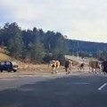 Šok na Zlatiboru: Na magistralnom putu stado krava izazvalo zastoj saobraćaja