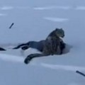 Snežni leopard napao turistkinju na poznatom kineskom skijalištu: Dramatični snimci obišli svet