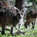 Kengur Dragan pronašao novi dom u niškom prihvatilištu Zooplanet