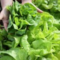 Uz par trikova imaćete najukusniju zelenu salatu: zdrava i bez hemikalija, pravi je izvor zdravlja za porodicu
