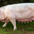 Prvi slučaj afričke kuge svinja potvrđen u opštini Žabalj: Uvedene stroge mere u više naselja