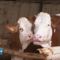 Iskustvo mlekadžije iz Kovilja o (ne)isplativosti proizvodnje mleka