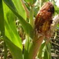 Kukuruz na zalihama zaražen aflatoksinom, ali problema sa mlekom ne bi trebalo da bude