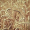 Očekuje se za 20 odsto više pšenice, a manje malina i višanja