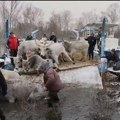 Počela evakuacija životinja zarobljenih na Krčedinskoj adi