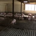Zašto je između dva popisa poljoprivrede svinja manje za 30 odsto, a goveda za petinu