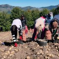 Ni suša mu ne može ništa, sve što pokupe to prodaju: Beograđani samo njega uzimaju, kažu da je najkvalitetniji