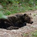 Medved pokušao da raskopa grob u potrazi za hranom: Bizaran incident u Crnoj Gori