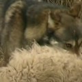 Vuk napao dete (5) u selu kod štrpca Meštani u ozbiljnom strahu od divljih zveri
