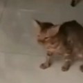 Mačka preživela šokantan incident Video izazvao nevericu na mrežama - reakcija ljubimca slomiće i najtvrđa srca! (video)