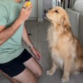 Zlatni retriver probao limun, njegova reakcija osvojila svet: Ljudi padaju od smeha na njegove grimase (video)