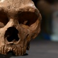 Kanibalizam nije postalo tabu samo zbog morala, već i zbog opstanka vrste