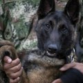 Kolumbijska vojska traga za herojskim psom koji je pomogao nalaženje dece u džungli Amazonije