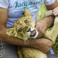 Mladunče lava pronađeno u Subotici u teškom stanju