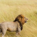 Životinje više strahuju od ljudskih glasova, nego od rike lavova