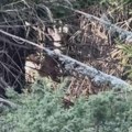 Mladi uplašeni jelen tumara kopaonikom: Matija se oduševio kad su se našli oči u oči, životinja brzo pobegla (video)