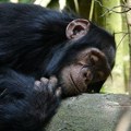 Шимпанза у шпанском зоо врту се већ три месеца не одваја од свог мртвог младунца