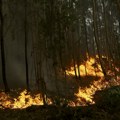 Jedna zemlja je devastirana šumskim požarima, a kako su papir i maramice koje koristite možda imale ulogu u tome