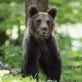 Medved u Grčkoj gurnuo planinara u klanac gde je poginuo