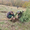 Sedma sezona projekta ‘Zasadi drvo’: Srbija dobija još 200.000 novih sadnica