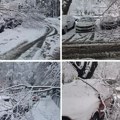 Pada drveće po Beogradu: Od težine snega stabla oborena po celom gradu, slike su neverovatne!