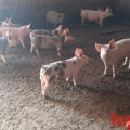 Pojavila se Afrička kuga svinja u opštini Topola