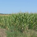 Suša preti prinosima kukuruza i soje, gubici mogu dostići stotine miliona evra