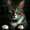 Cipar: Lijek protiv korone počeo se koristiti za liječenje mačaka