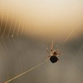 Neobična posledica klimatskih promena a tiče se pauka