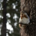 Vredna veverica: Za četiri dana sakrila u automobilu 70 kg oraha (FOTO)