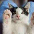 7 начина на које мачка може побољшати ваше здравље и расположење!