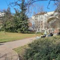 Temperature sve više, drvoreda sve manje: Za dve decenije Beograd izgubio 10 odsto zelenila