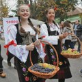 Oplenačka berba za vikend u Topoli