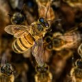 Drevne pčele bile sklone da prave košnice u fosilima