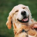 Ponašanja na koja vlasnici treba da obrate pažnju kako bi pas bio srećniji