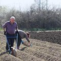 "Ima tu i dobiti" Kod Krstića iz Urovaca omiljeno prolećno povrće biće na tezgi već za mesec i po, a domaćin Vidoje za cenu…
