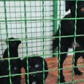 Mučenje životinja za naše pare: Ne pomažu ni krivične prijave ni hapšenja